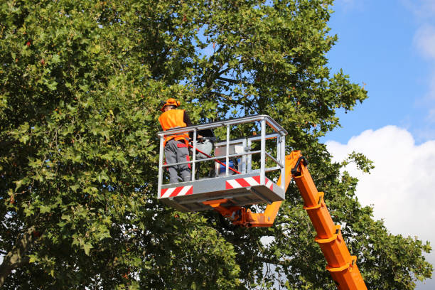 Best Affordable Tree Cutting  in USA